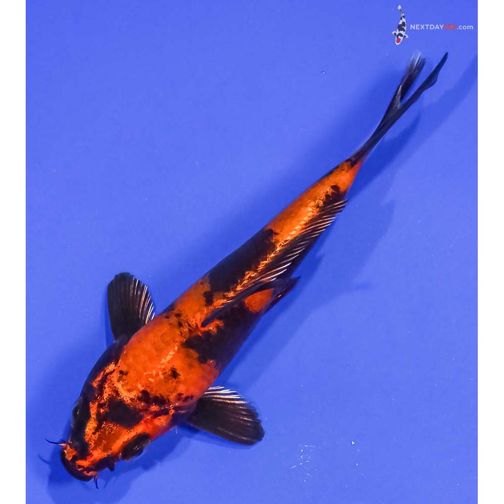 5” Imported Kin Hi Utsuri