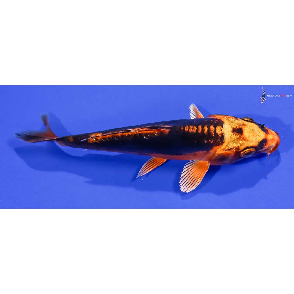 5” Imported Kin Kikokuryu