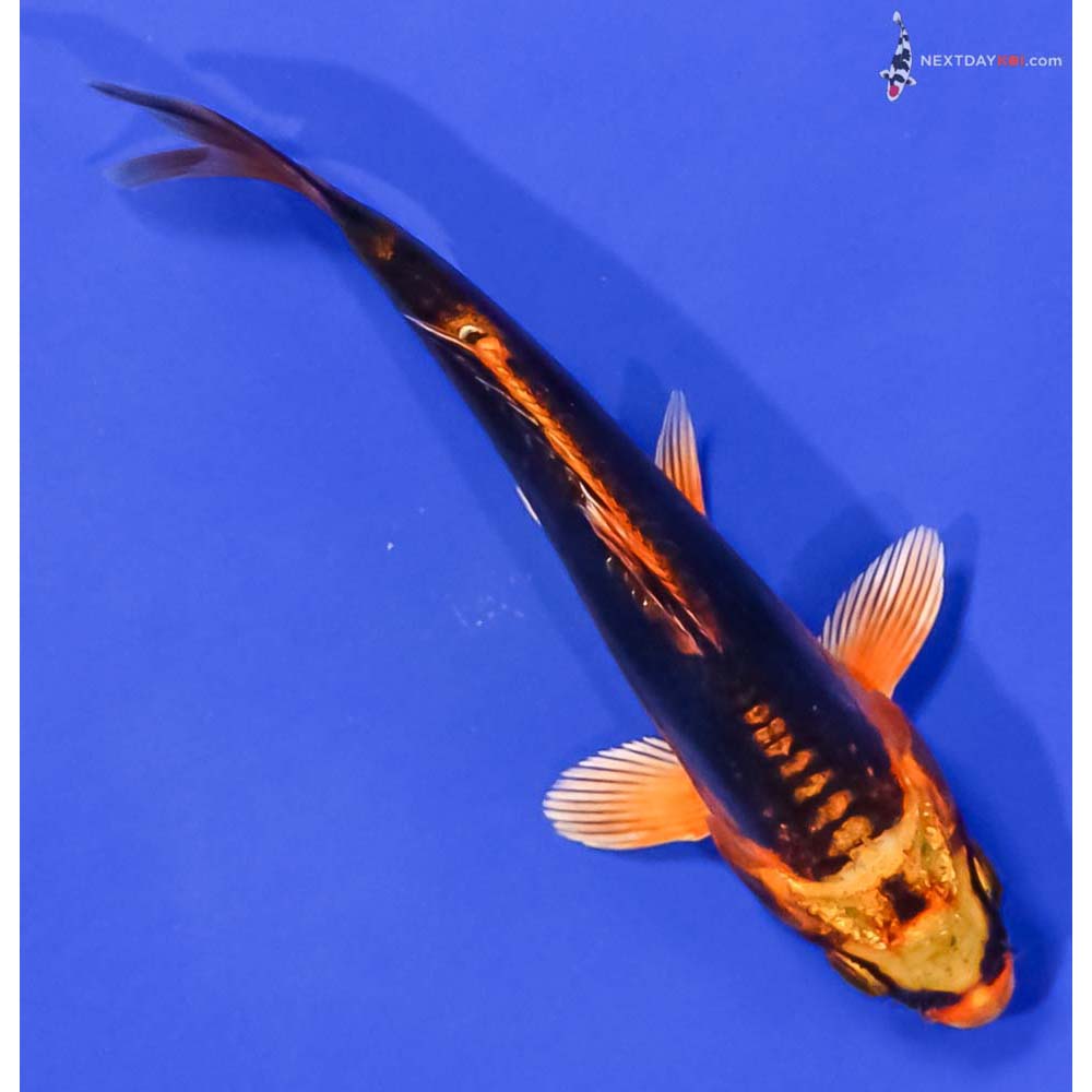 5” Imported Kin Kikokuryu