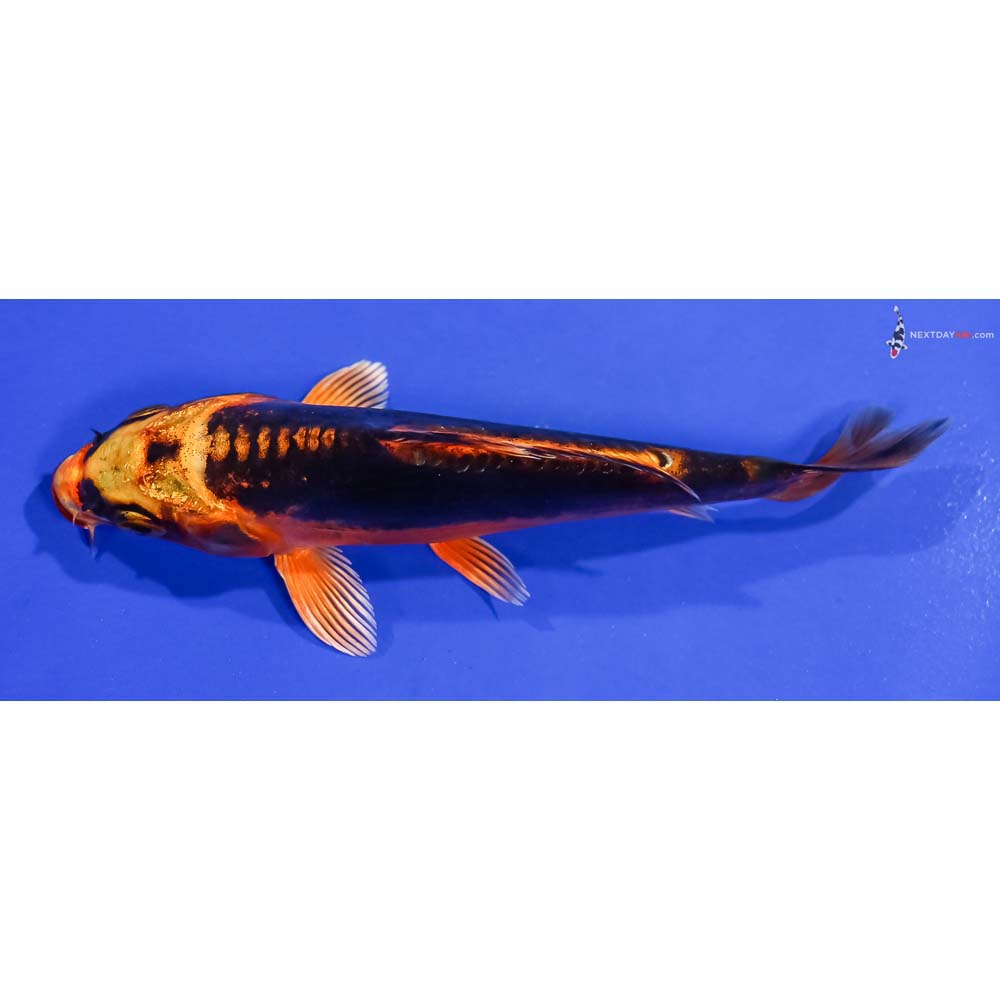 5” Imported Kin Kikokuryu
