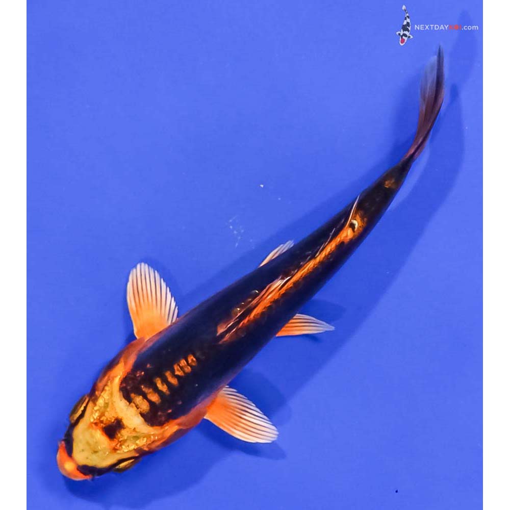 5” Imported Kin Kikokuryu