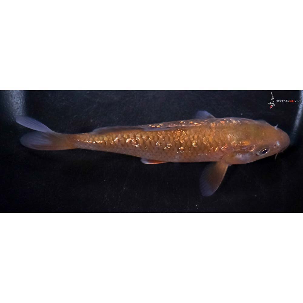 5.5” Imported Gin Rin Chagoi