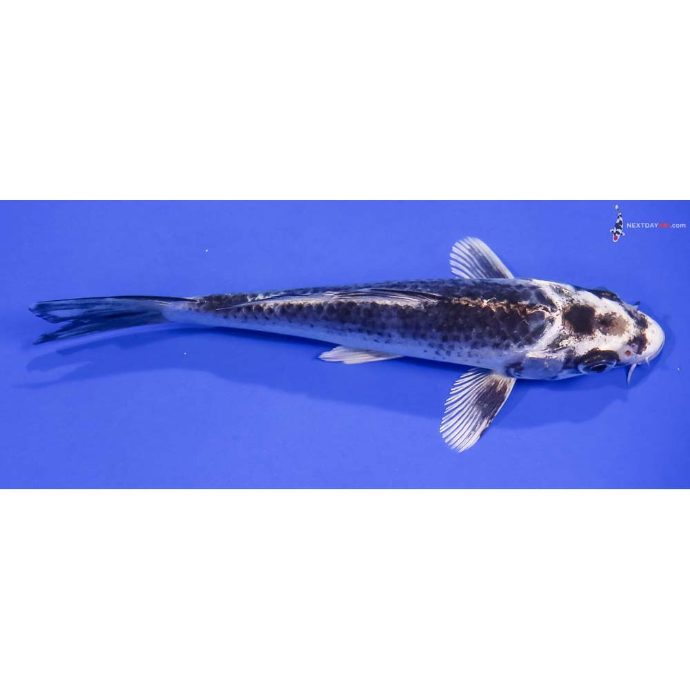 6” Imported Gin Matsuba
