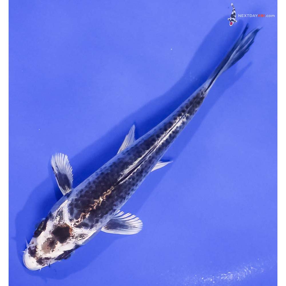 6” Imported Gin Matsuba