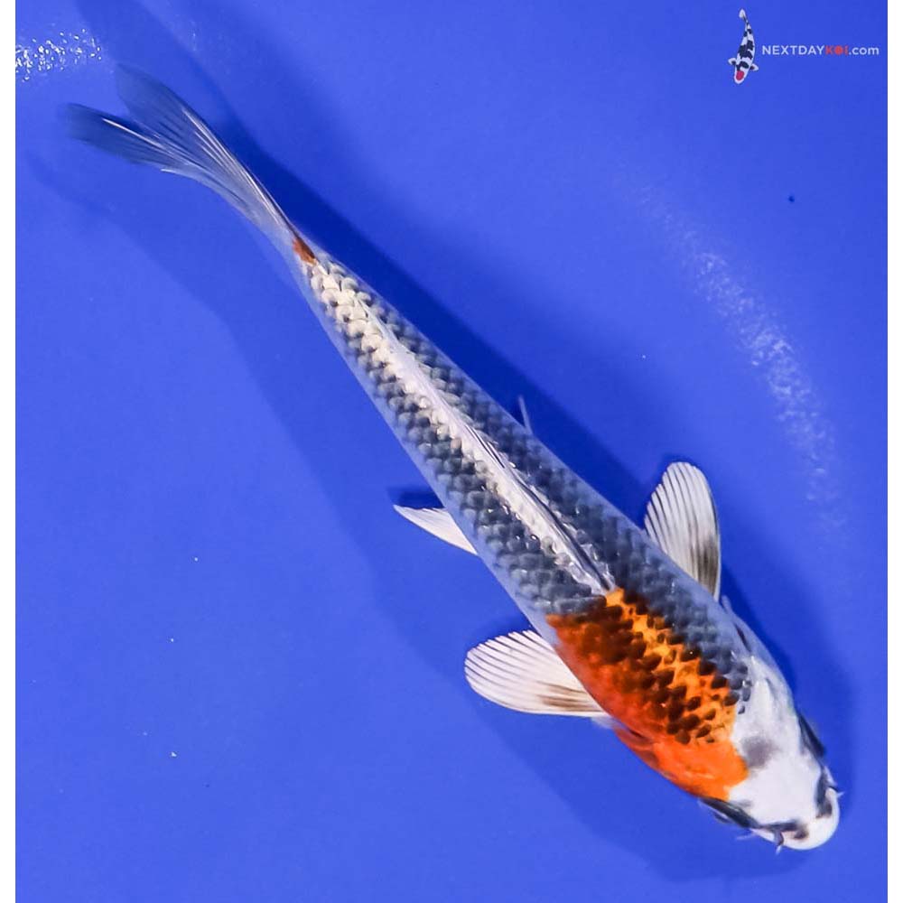 6” Imported Kujaku