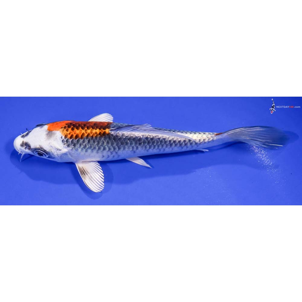 6” Imported Kujaku