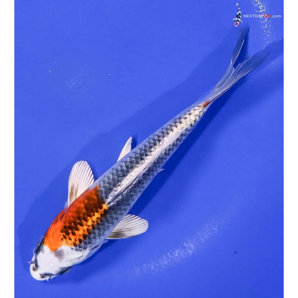 6” Imported Kujaku