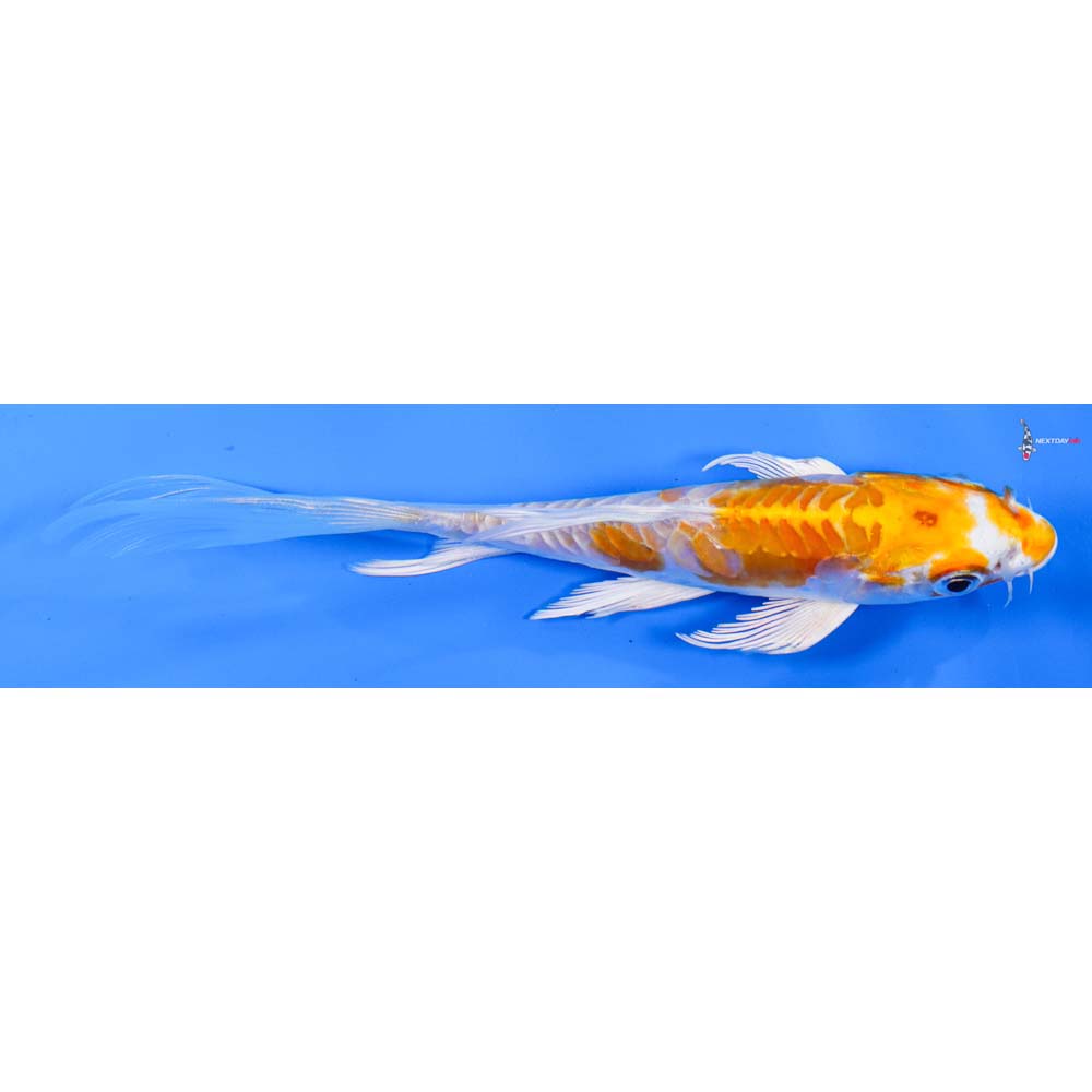 6” Imported Kikusui Butterfly Koi