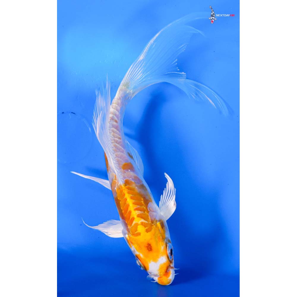 6” Imported Kikusui Butterfly Koi