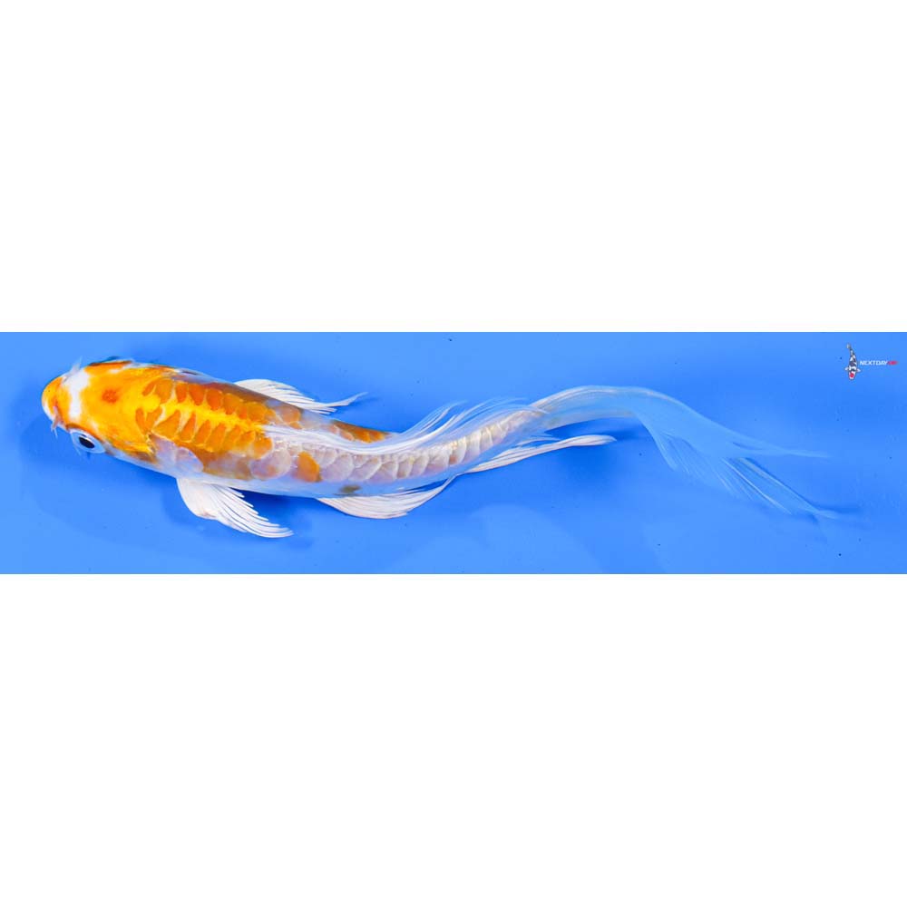 6” Imported Kikusui Butterfly Koi