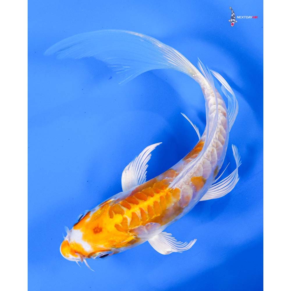 6” Imported Kikusui Butterfly Koi