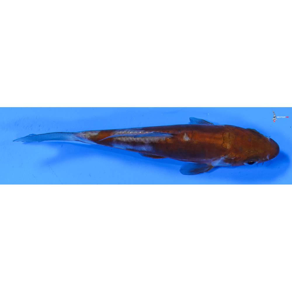 5” Imported Doitsu Ochiba Shigure