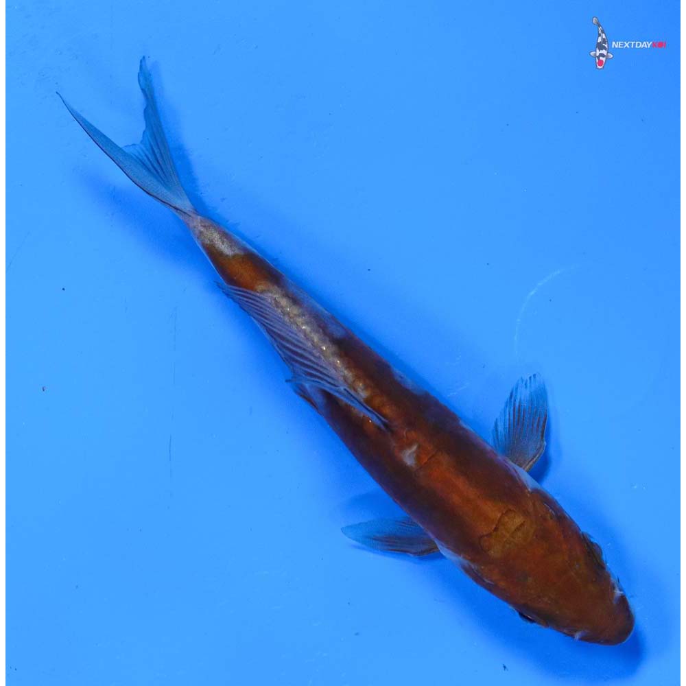 5” Imported Doitsu Ochiba Shigure