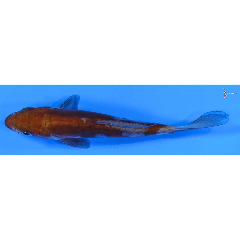 5” Imported Doitsu Ochiba Shigure