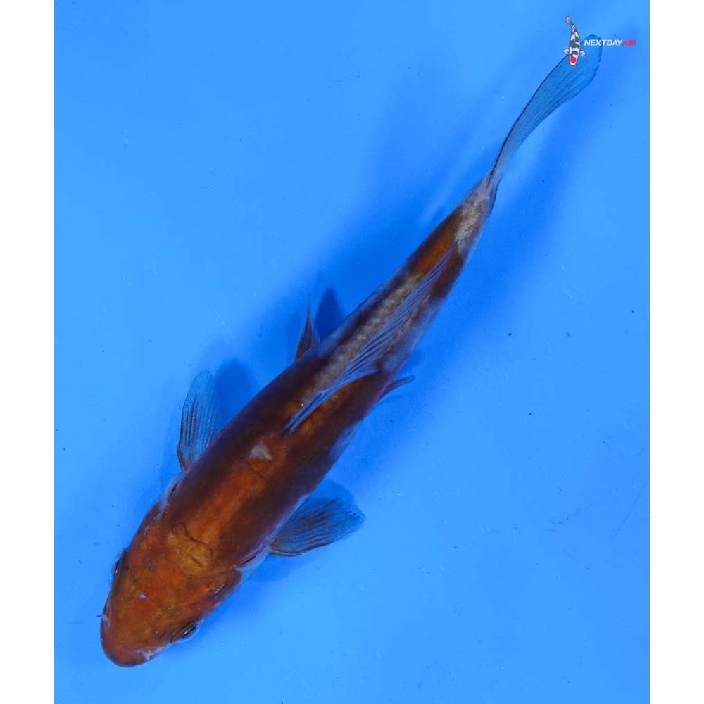 5” Imported Doitsu Ochiba Shigure
