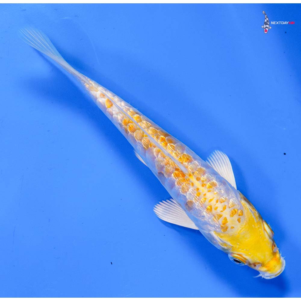 5” Imported Armor Scaled Gin Rin Lemon Hariwake