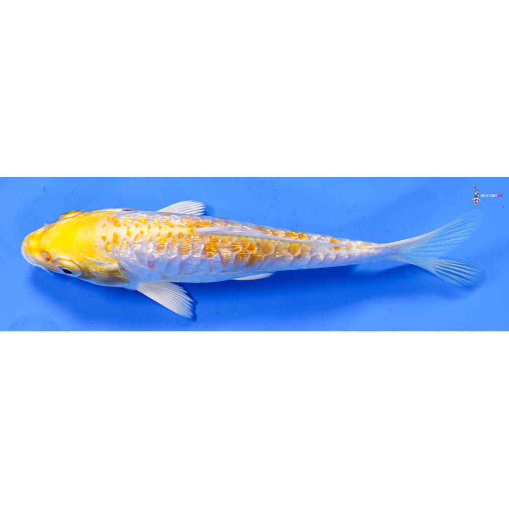 5” Imported Armor Scaled Gin Rin Lemon Hariwake
