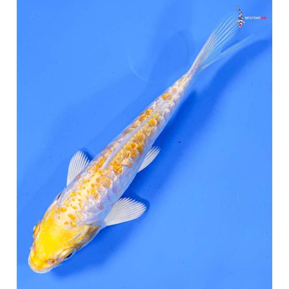 5” Imported Armor Scaled Gin Rin Lemon Hariwake