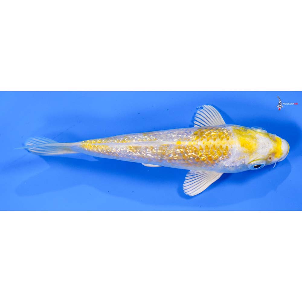 5” Imported Gin Rin Lemon Hariwake