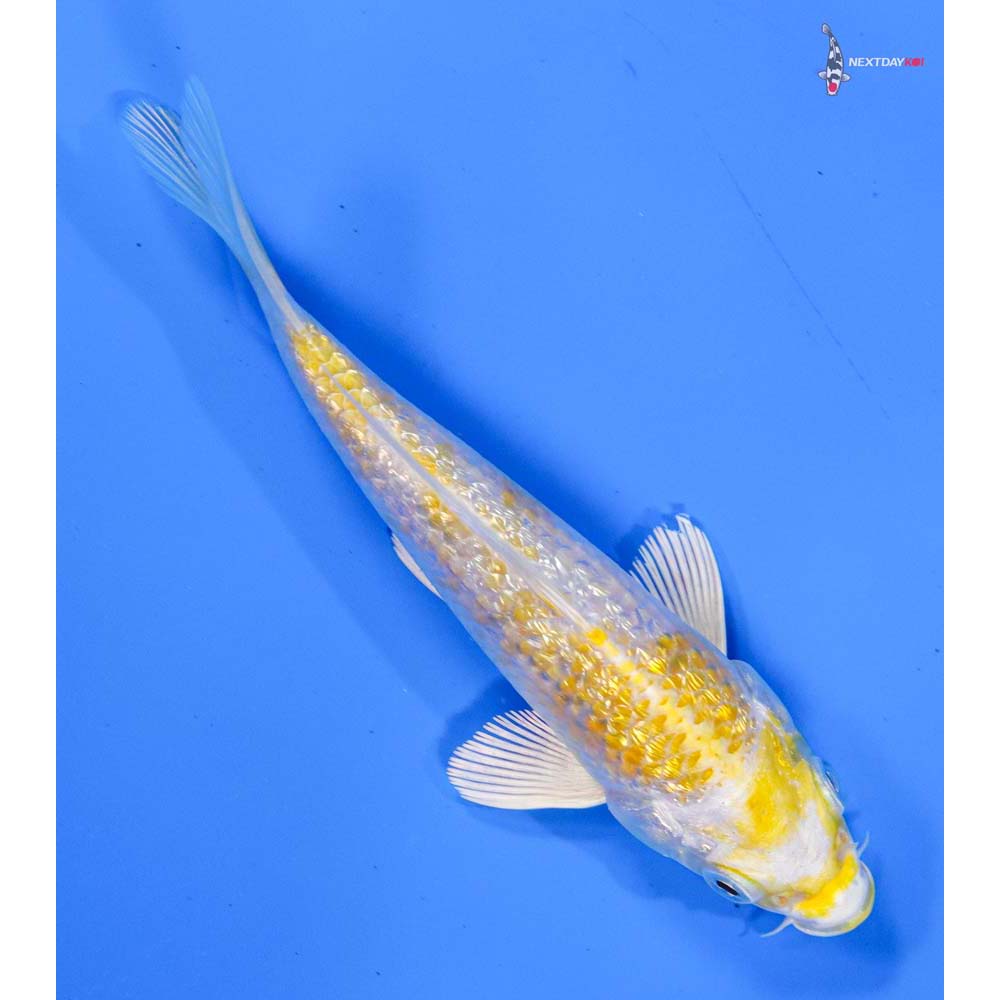 5” Imported Gin Rin Lemon Hariwake