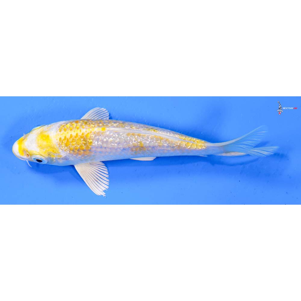 5” Imported Gin Rin Lemon Hariwake