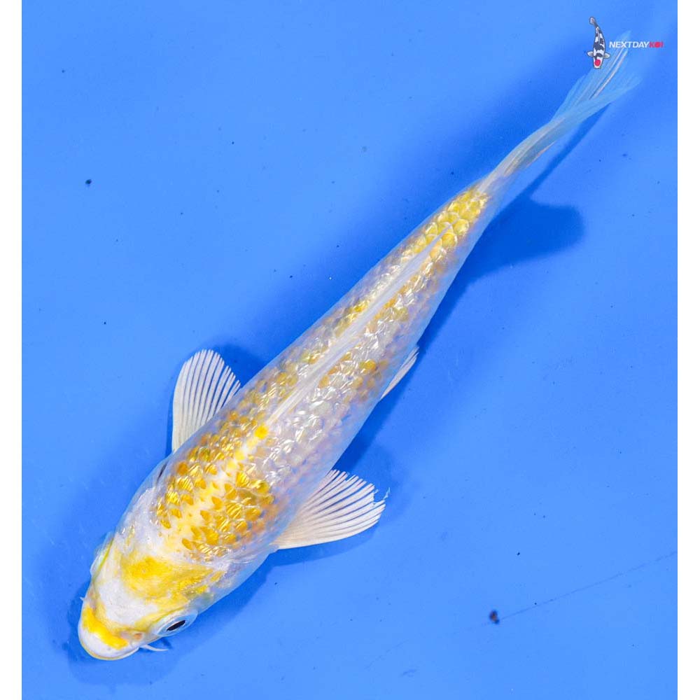 5” Imported Gin Rin Lemon Hariwake