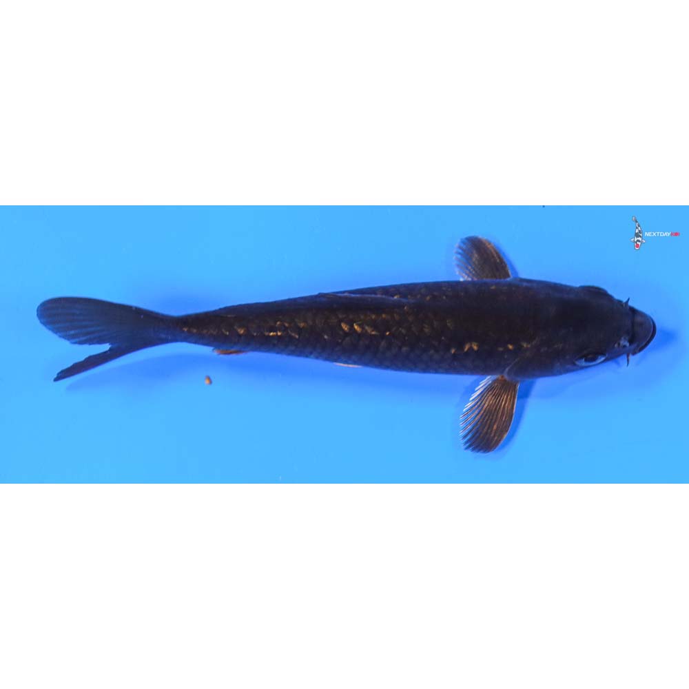5.5” Imported Gin Rin Chagoi