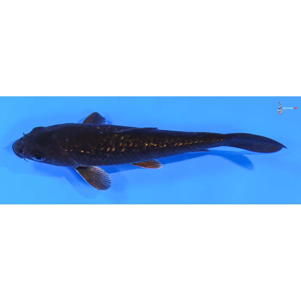 5.5” Imported Gin Rin Chagoi