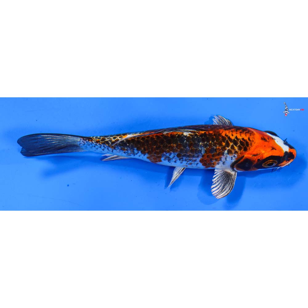 5.5” Imported Gin Rin Kujaku