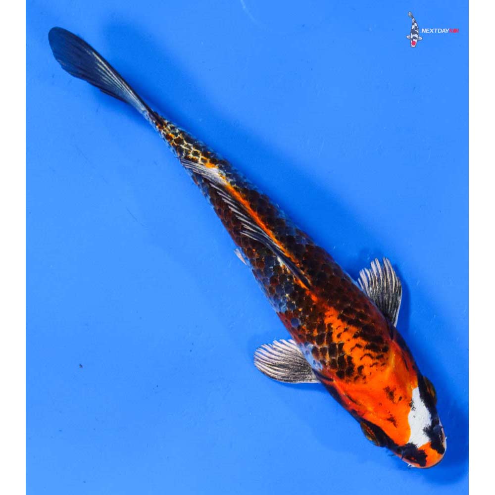 5.5” Imported Gin Rin Kujaku