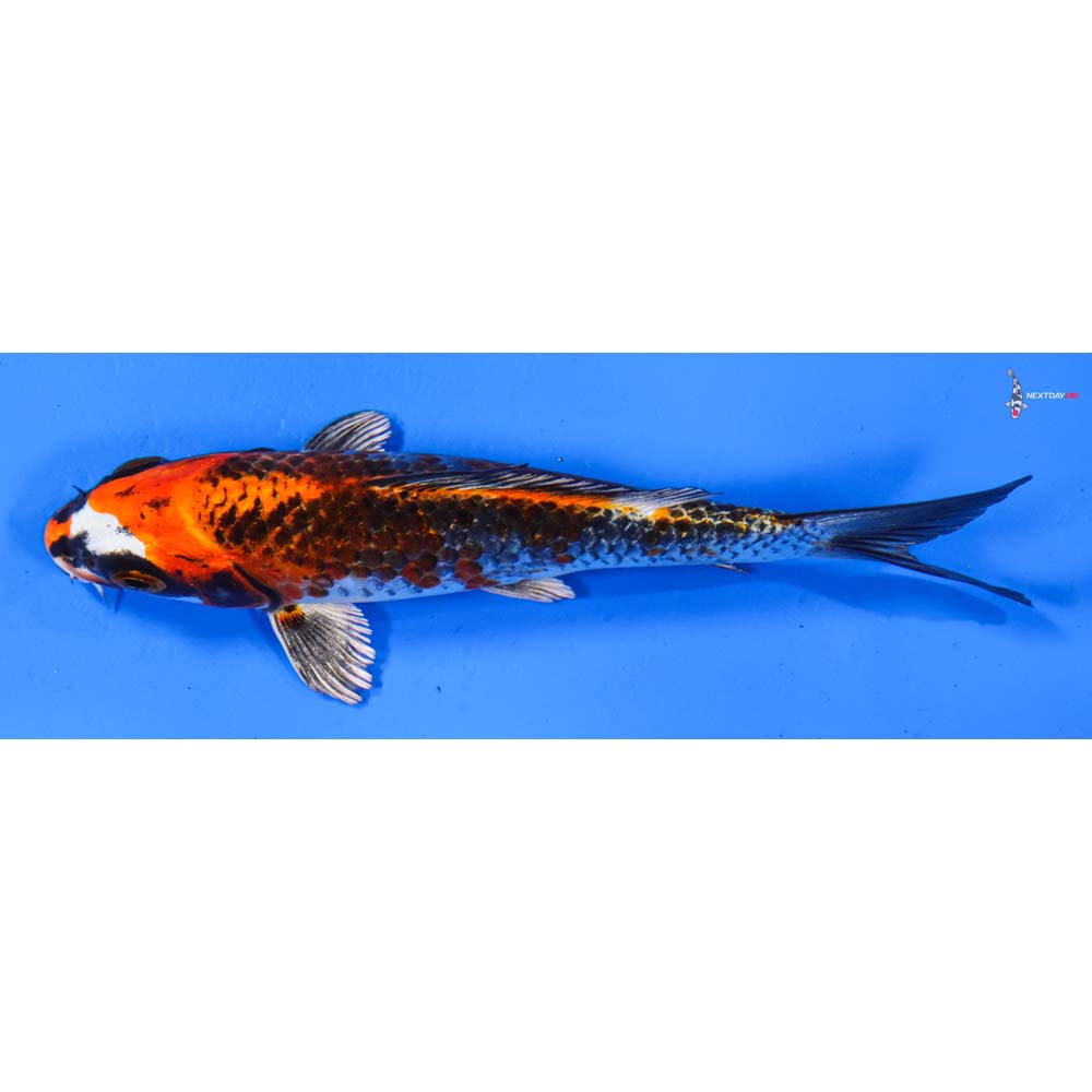 5.5” Imported Gin Rin Kujaku