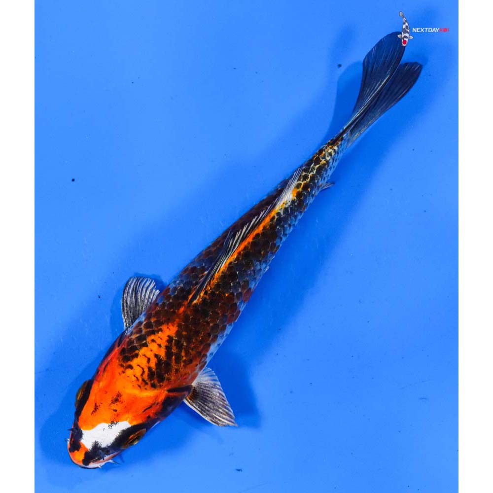 5.5” Imported Gin Rin Kujaku