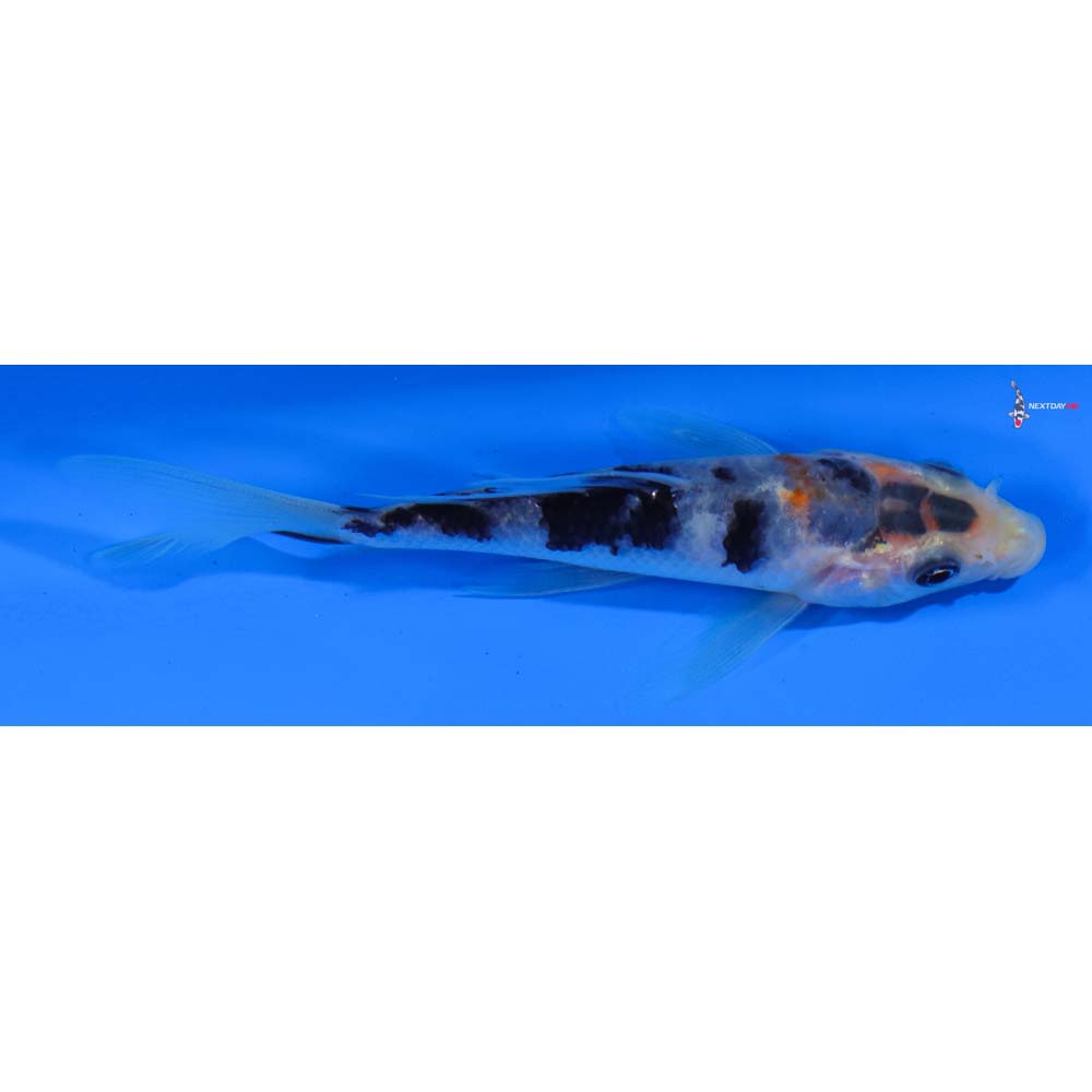 4” Imported Sanke Butterfly Koi