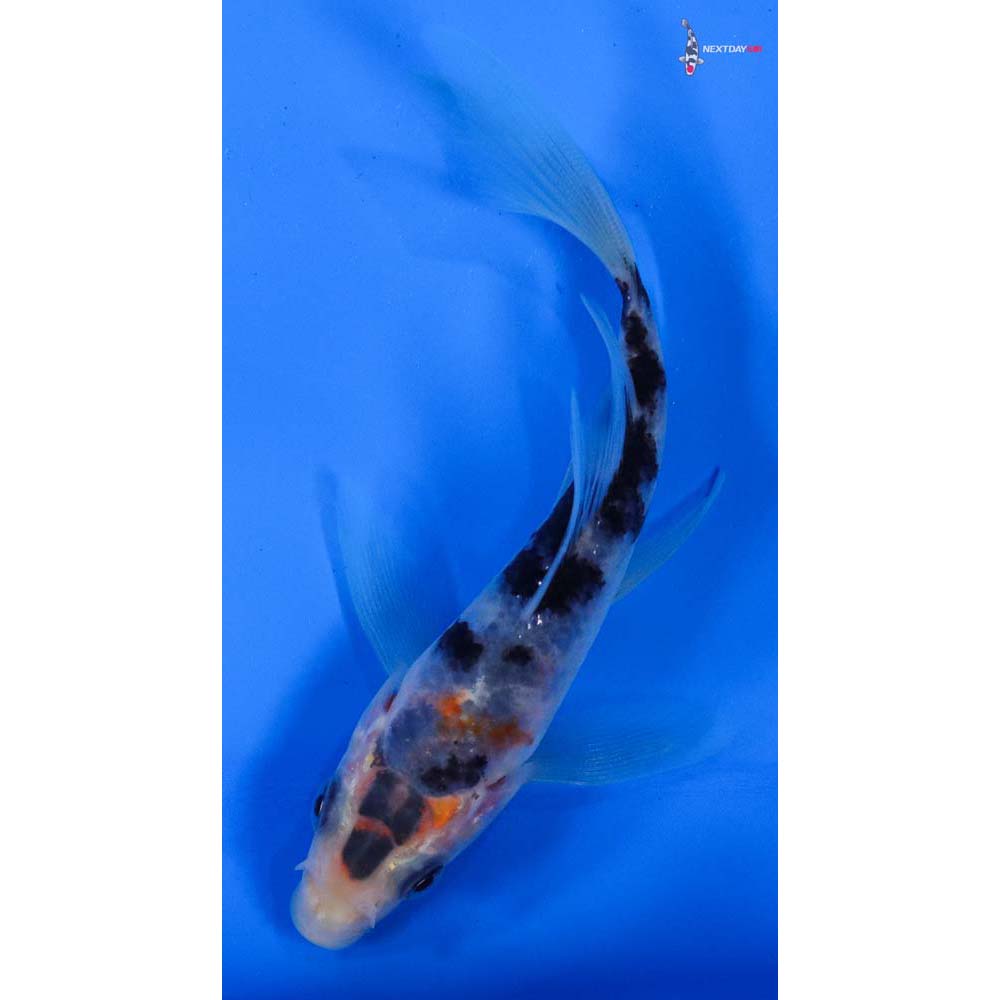 4” Imported Sanke Butterfly Koi