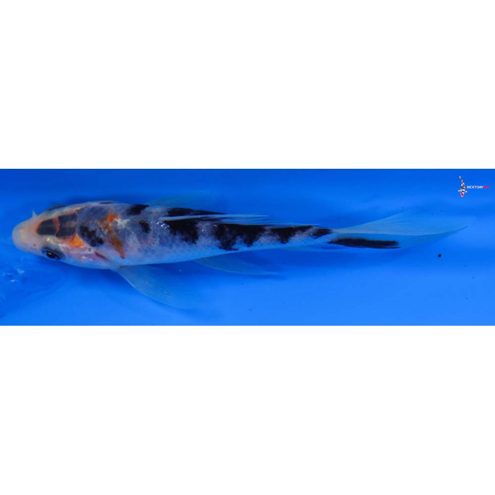 4” Imported Sanke Butterfly Koi