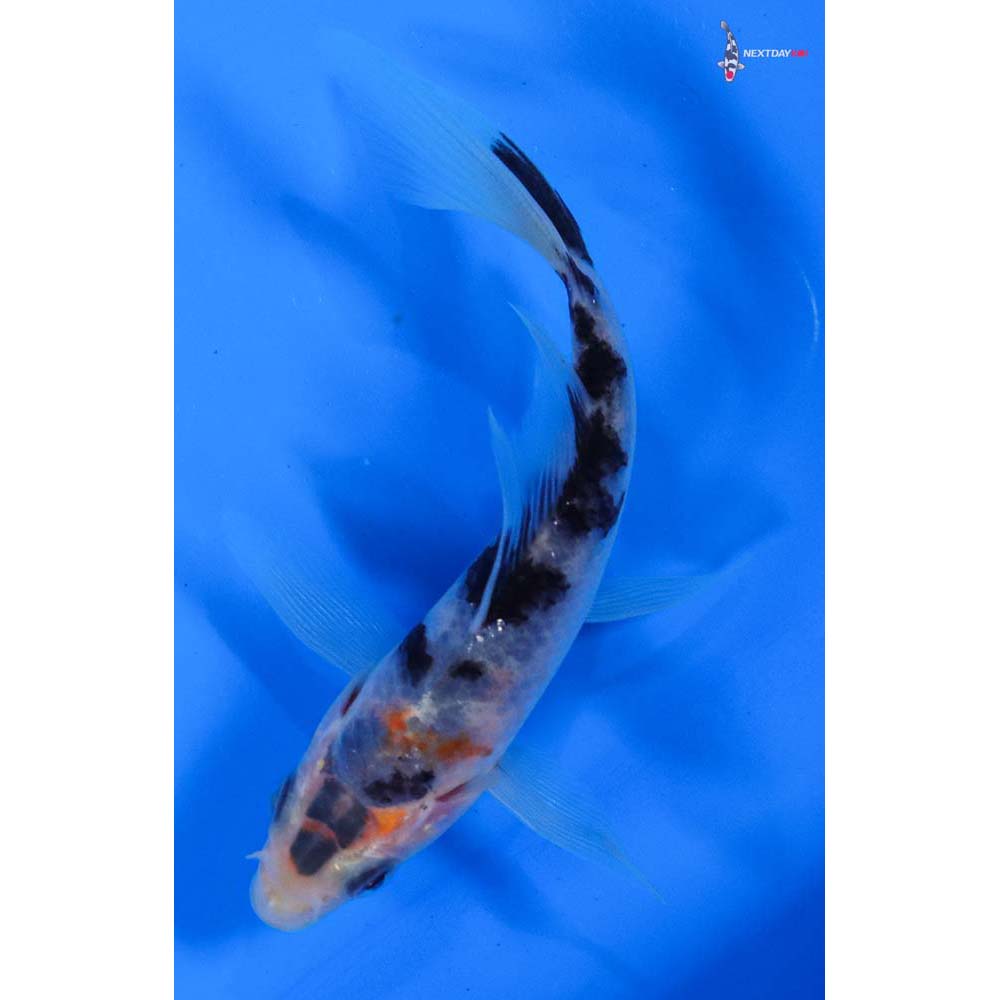 4” Imported Sanke Butterfly Koi