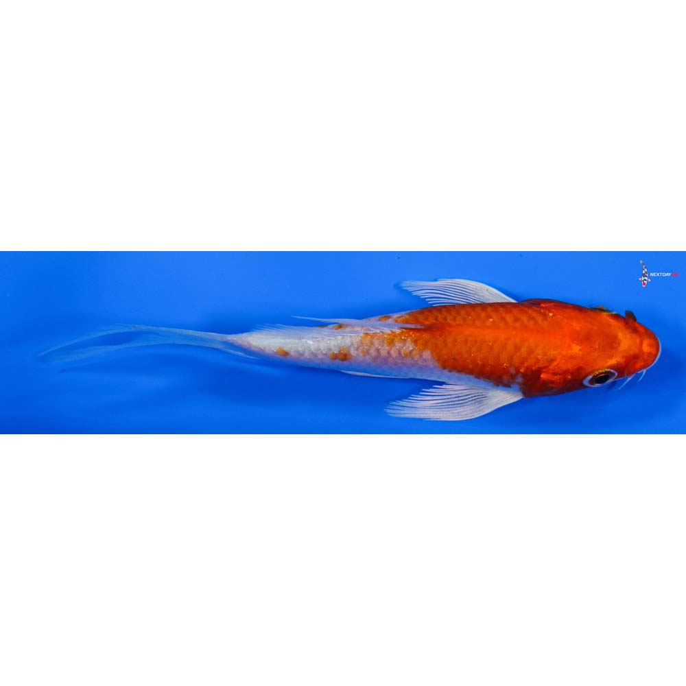 4” Imported Hariwake Butterfly Koi