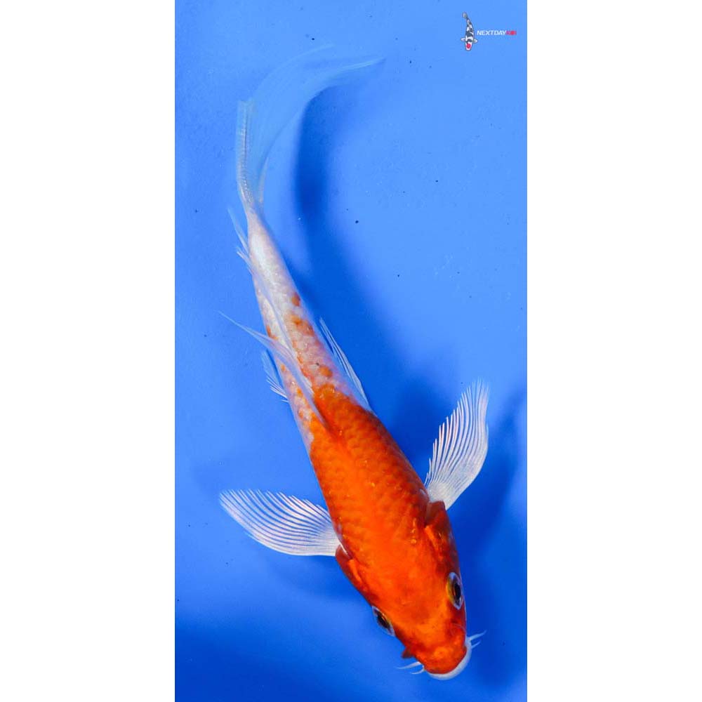 4” Imported Hariwake Butterfly Koi