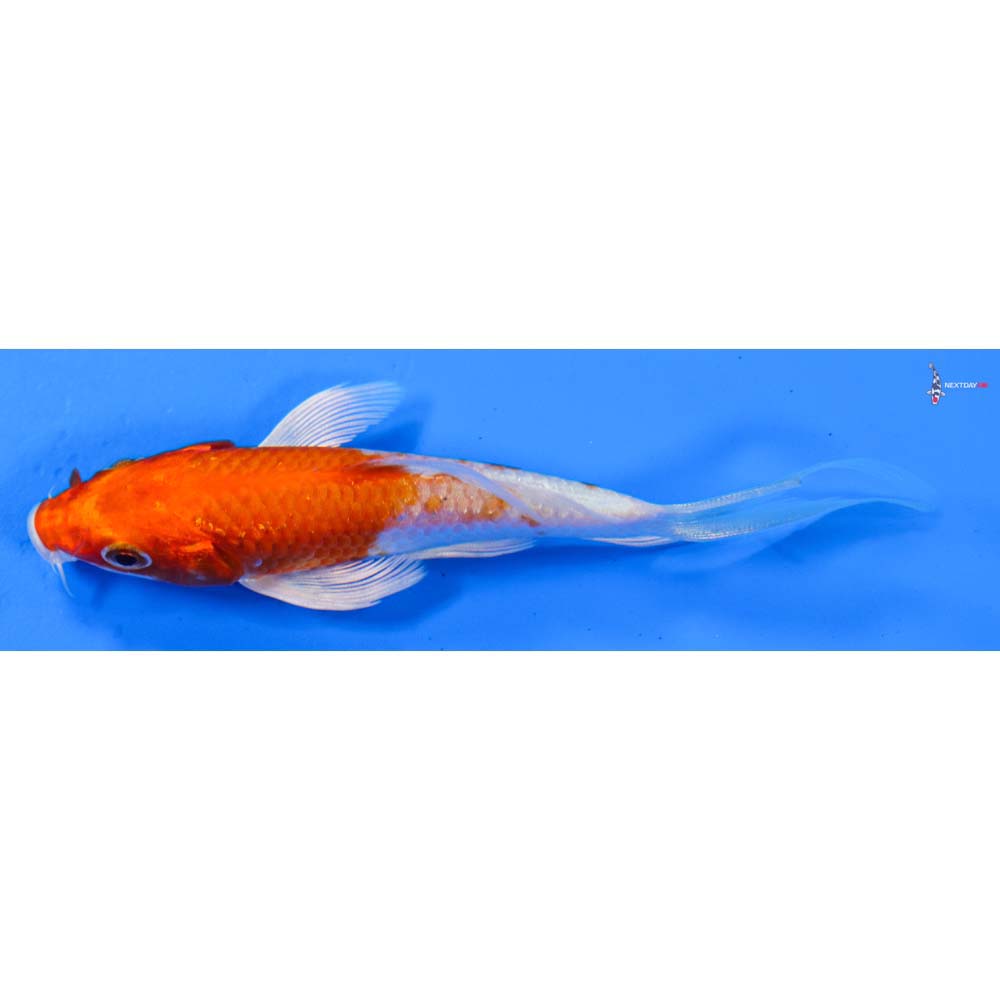 4” Imported Hariwake Butterfly Koi
