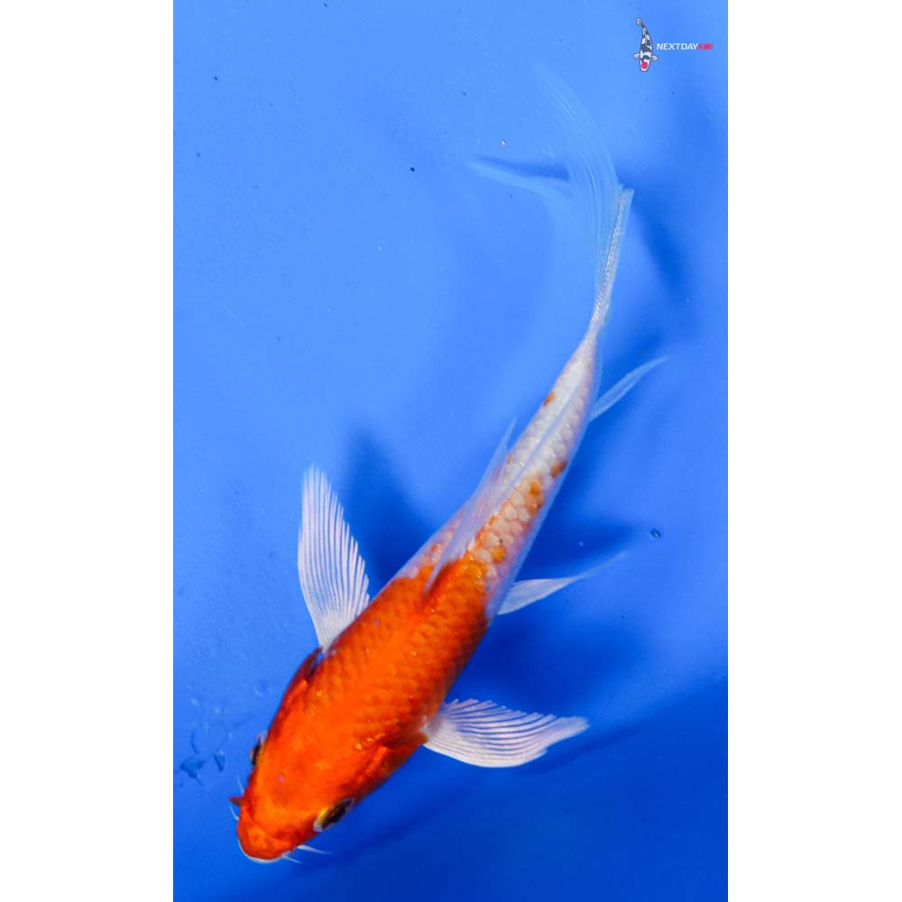 4” Imported Hariwake Butterfly Koi