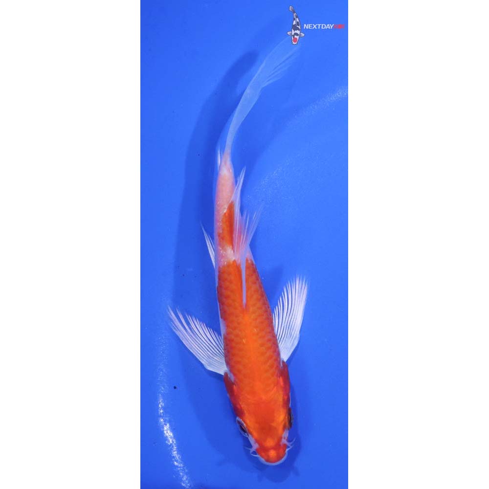 5” Imported Hariwake Butterfly Koi