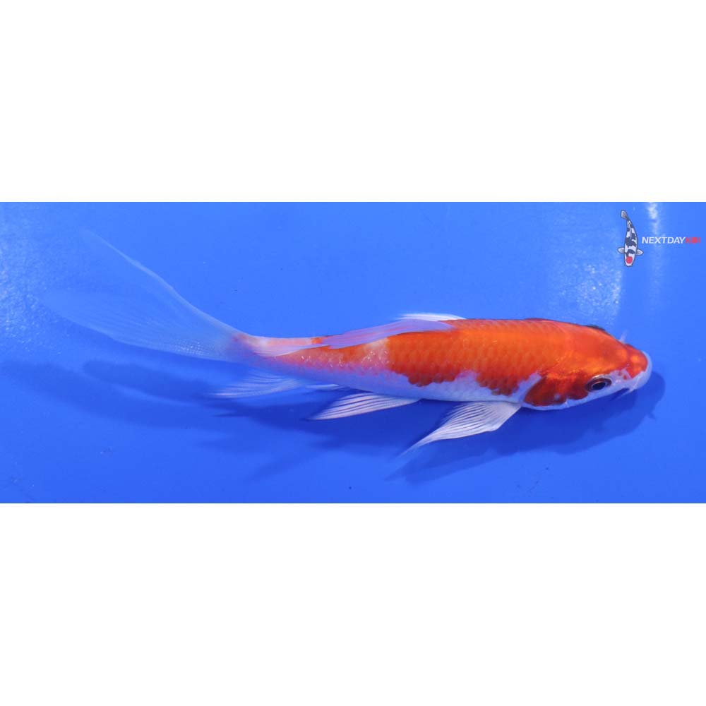 5” Imported Hariwake Butterfly Koi