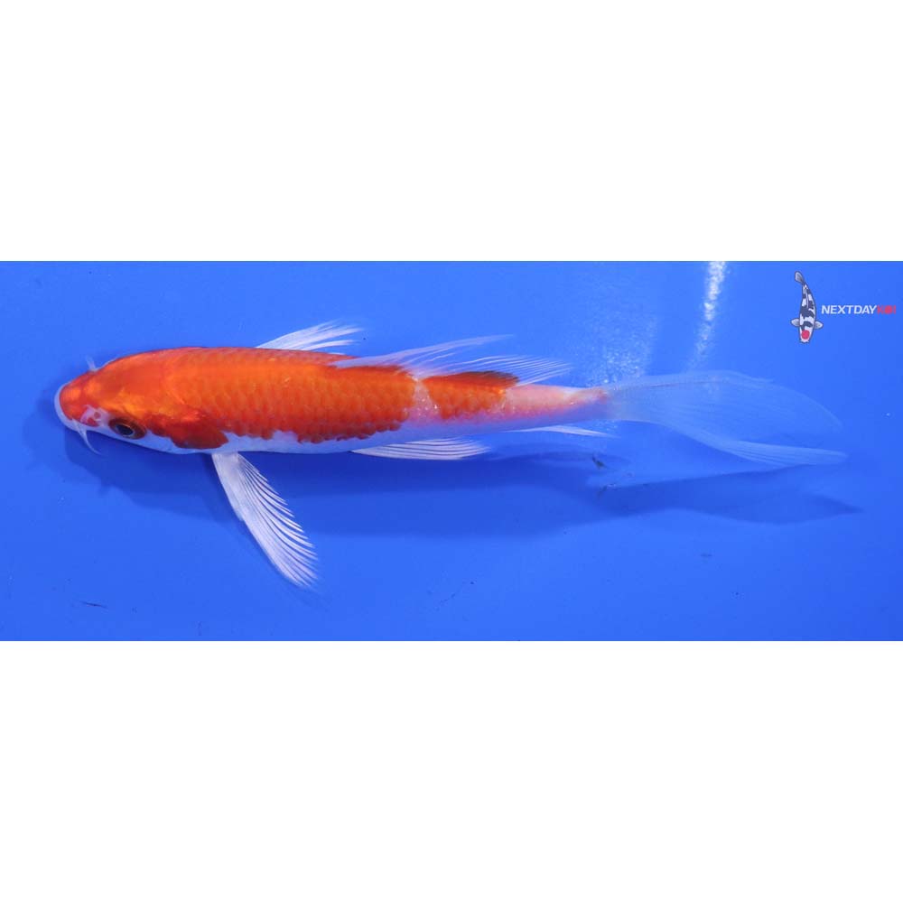 5” Imported Hariwake Butterfly Koi