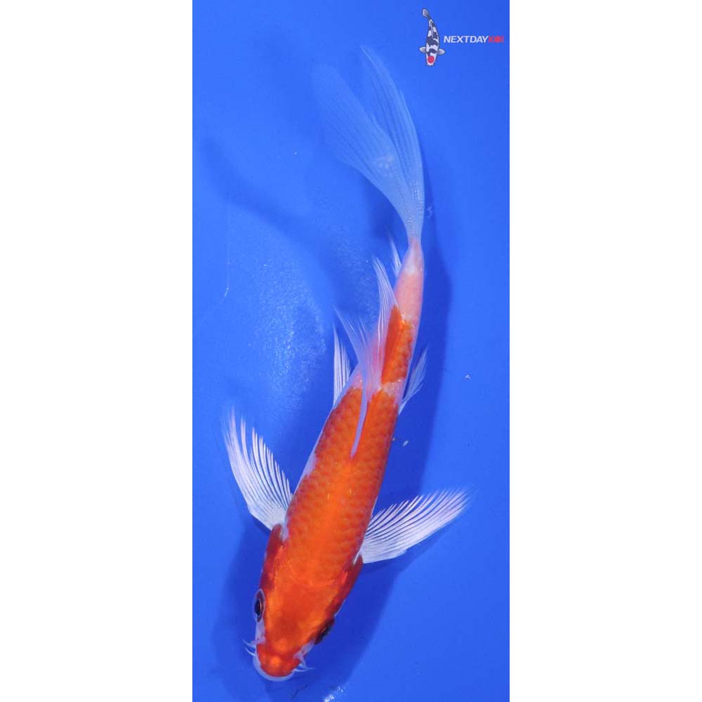 5” Imported Hariwake Butterfly Koi