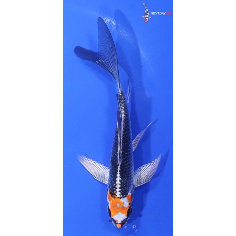 5” Imported Kujaku Butterfly Koi