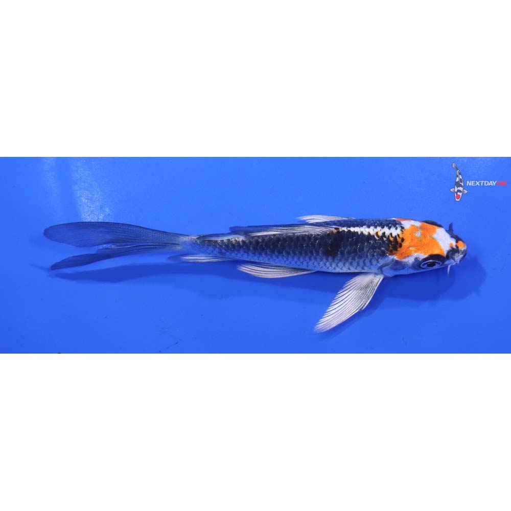 5” Imported Kujaku Butterfly Koi