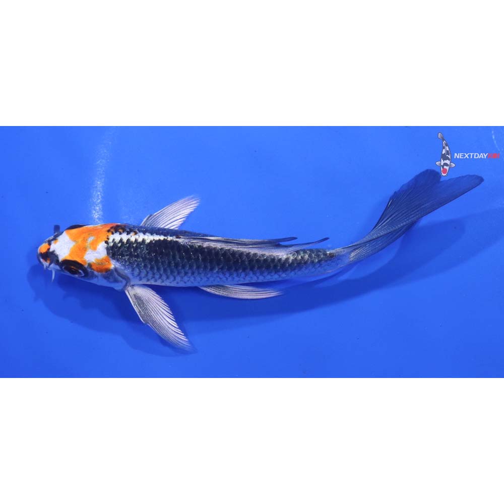 5” Imported Kujaku Butterfly Koi