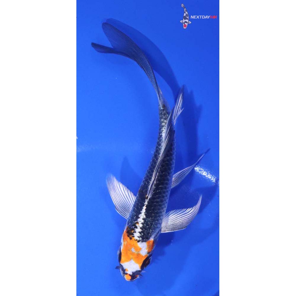 5” Imported Kujaku Butterfly Koi