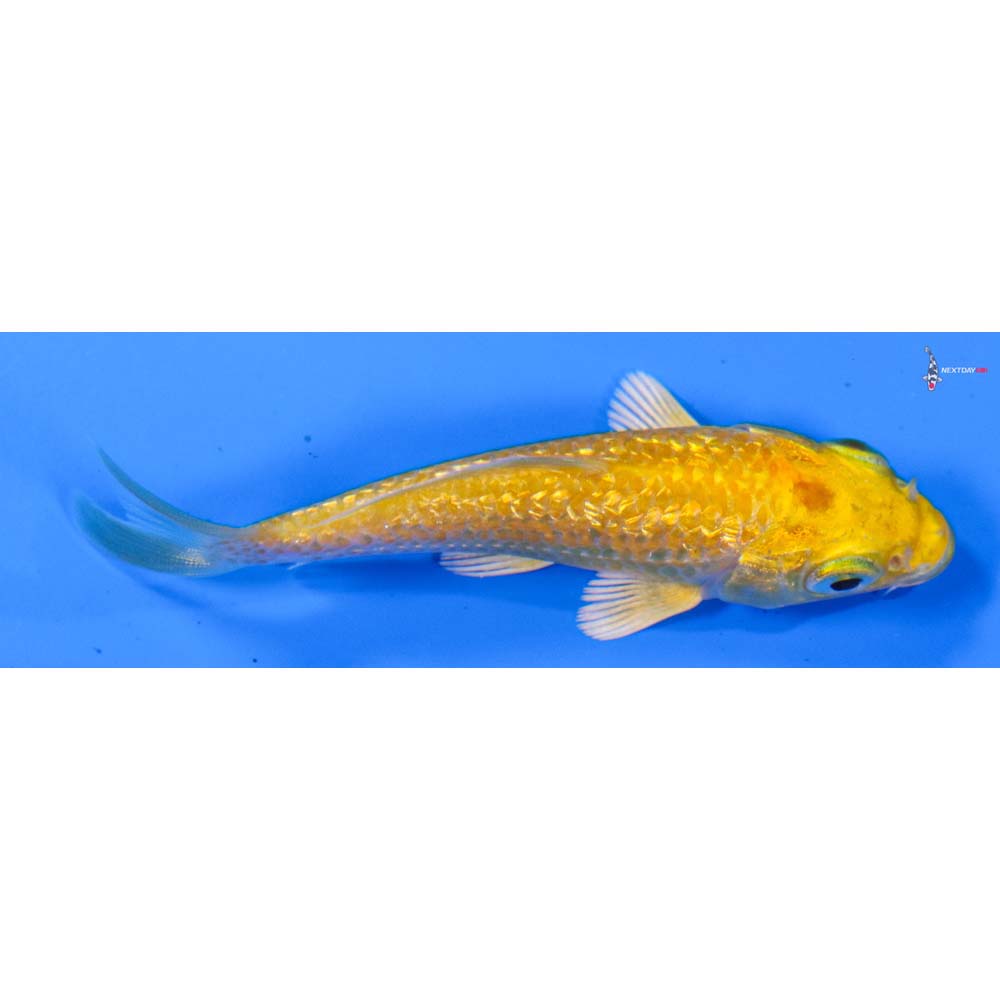 3” Imported Gin Rin Yamabuki Ogon