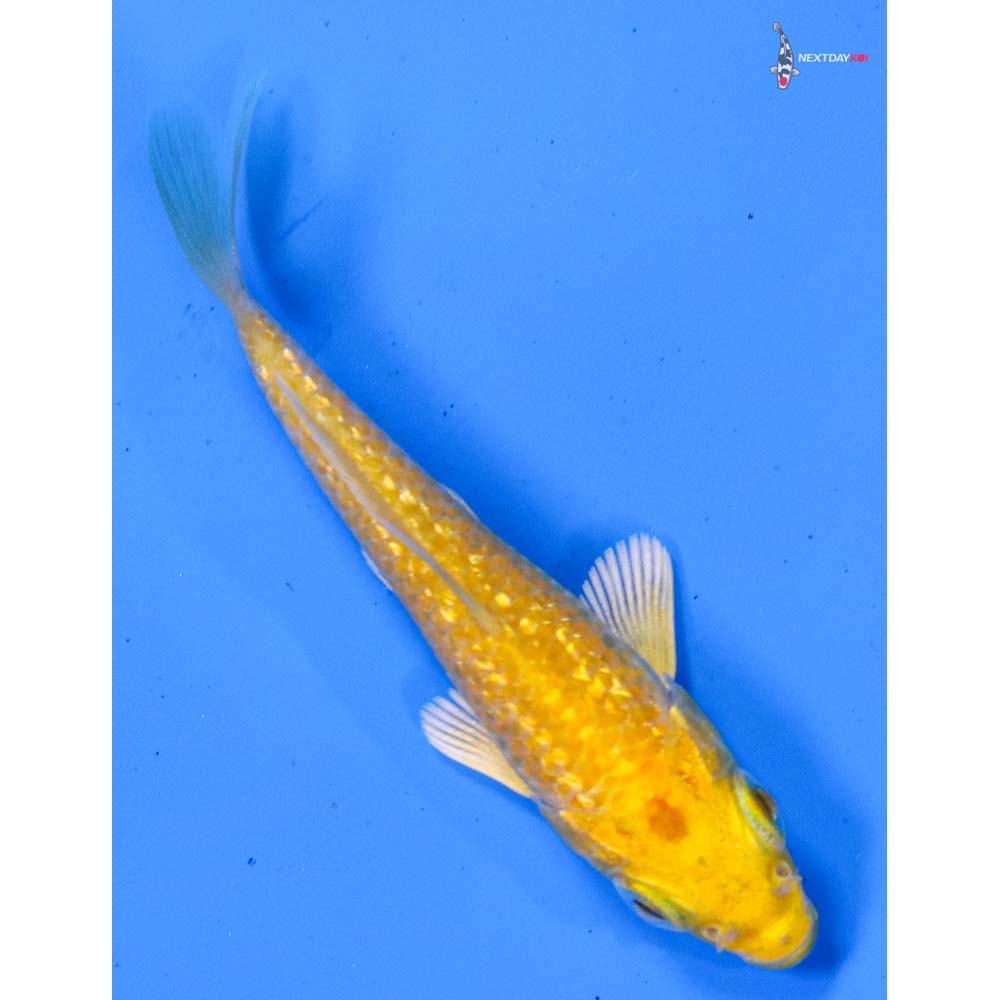3” Imported Gin Rin Yamabuki Ogon